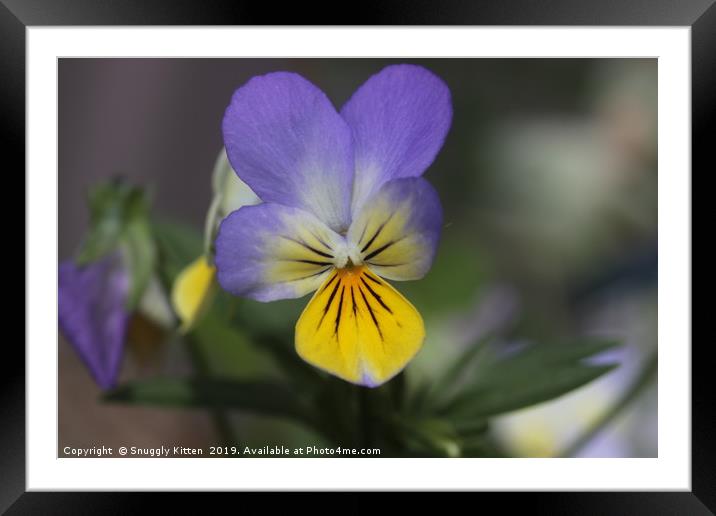 Pansy Framed Mounted Print by Kristie Loramendi