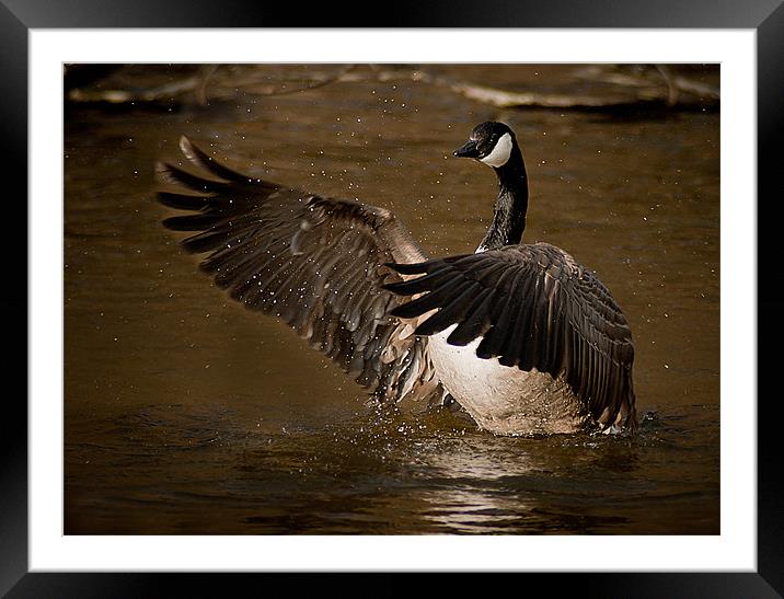 Canadian Goose Framed Mounted Print by Keith Thorburn EFIAP/b