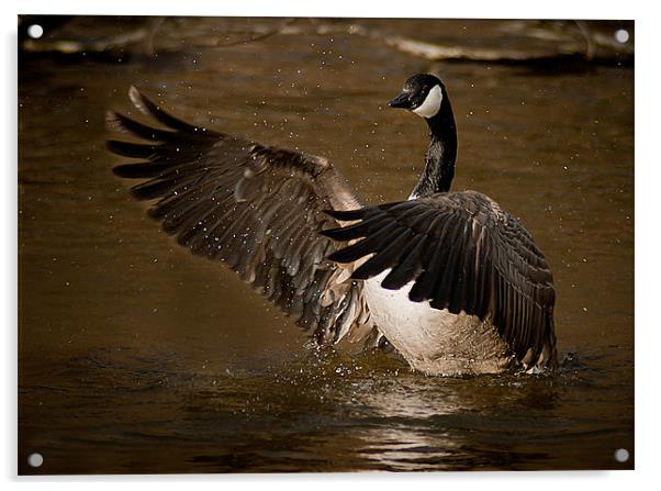 Canadian Goose Acrylic by Keith Thorburn EFIAP/b