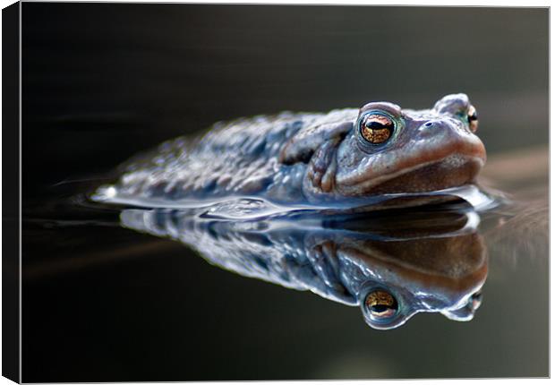 Toad Canvas Print by Keith Thorburn EFIAP/b