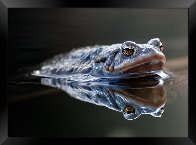 Toad Framed Print by Keith Thorburn EFIAP/b