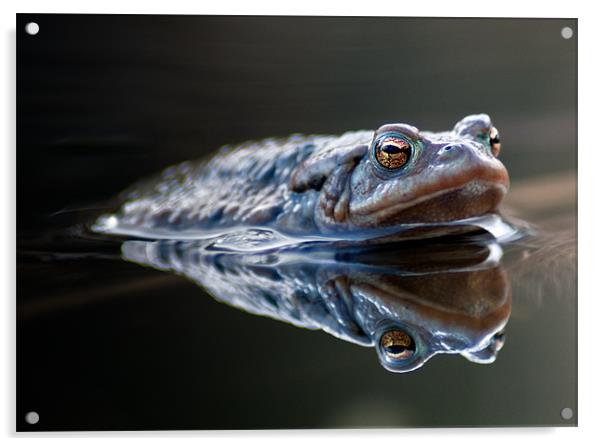 Toad Acrylic by Keith Thorburn EFIAP/b