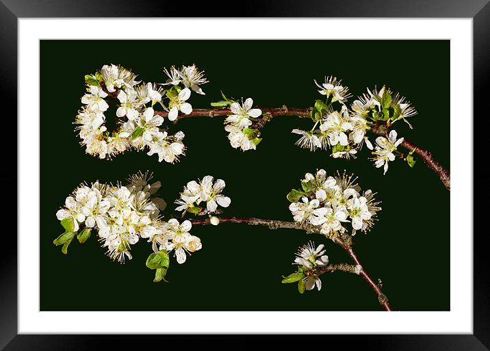 Plum blossom Framed Mounted Print by Pete Hemington