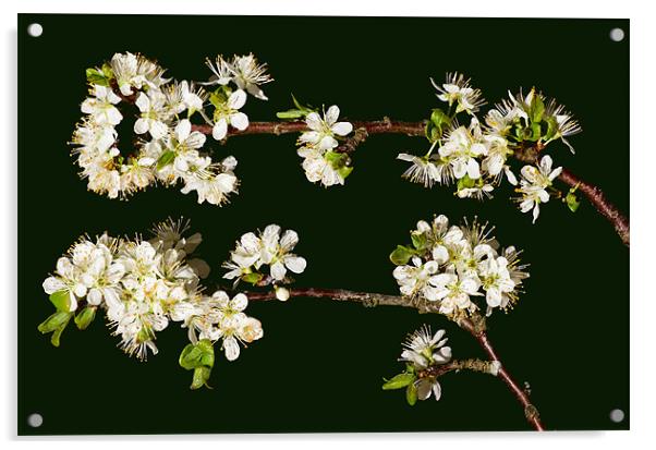 Plum blossom Acrylic by Pete Hemington