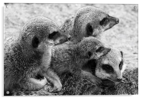 Meerkat Family Acrylic by David Gardener