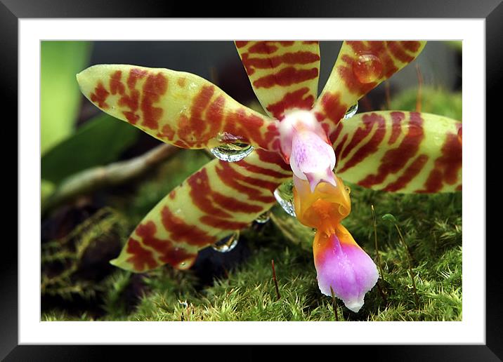 Orchid Flower Framed Mounted Print by Tony Bates