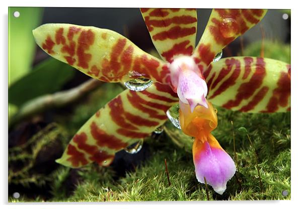 Orchid Flower Acrylic by Tony Bates