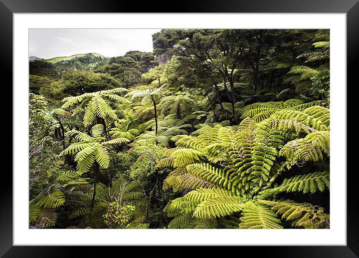 New Zealand 'Bush' Framed Mounted Print by Stephen Mole
