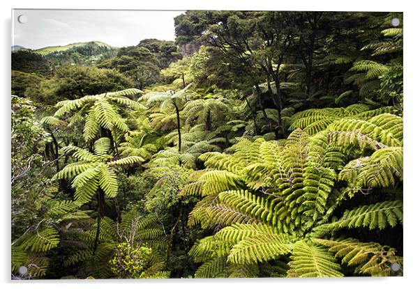 New Zealand 'Bush' Acrylic by Stephen Mole