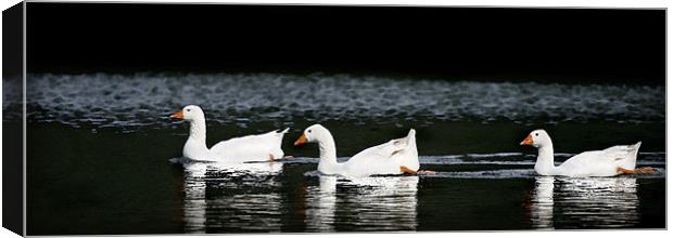 GOOSE CHASE Canvas Print by Anthony R Dudley (LRPS)