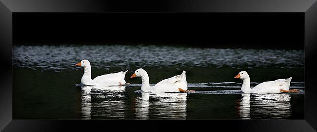 GOOSE CHASE Framed Print by Anthony R Dudley (LRPS)