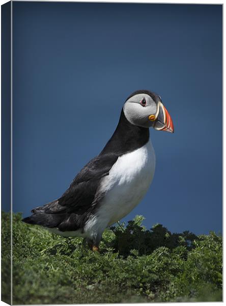 PUFFIN Canvas Print by Anthony R Dudley (LRPS)
