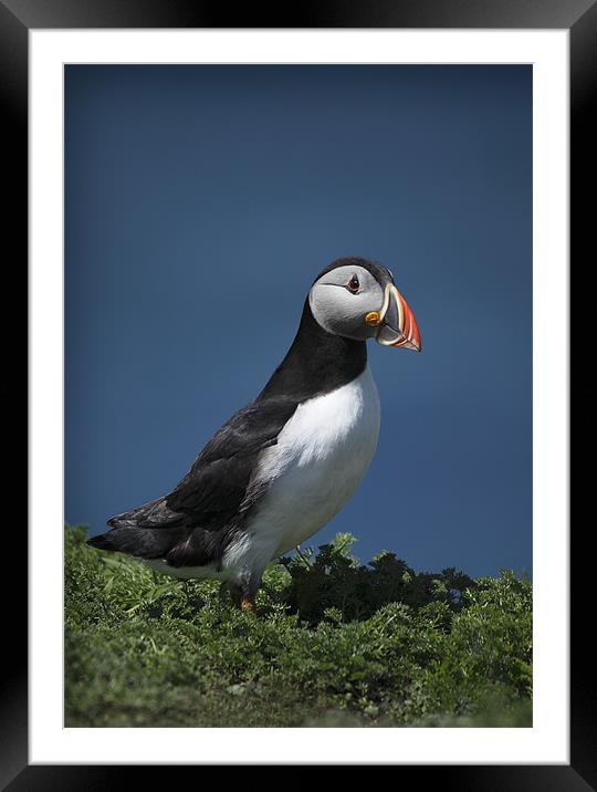 PUFFIN Framed Mounted Print by Anthony R Dudley (LRPS)