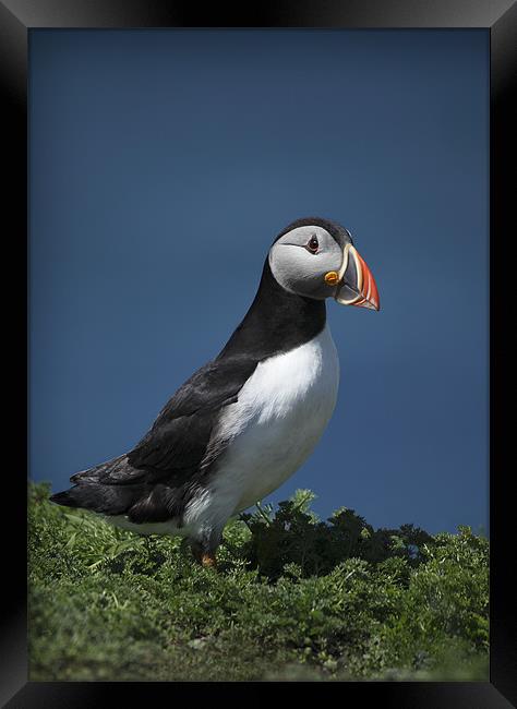 PUFFIN Framed Print by Anthony R Dudley (LRPS)