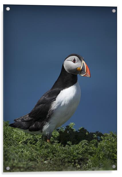PUFFIN Acrylic by Anthony R Dudley (LRPS)