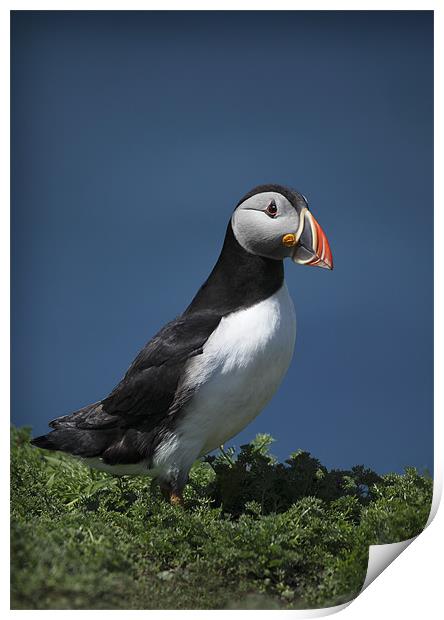 PUFFIN Print by Anthony R Dudley (LRPS)