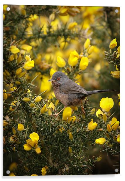 DARTFORD WARBLER Acrylic by Anthony R Dudley (LRPS)