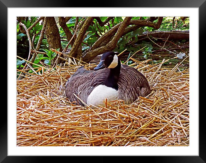 Nesting Framed Mounted Print by Ian Jeffrey