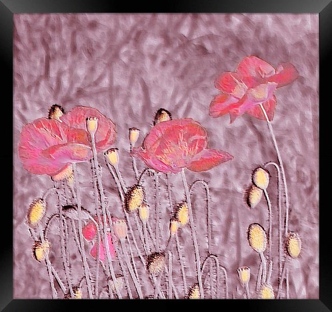 Poppy Art. Framed Print by paulette hurley