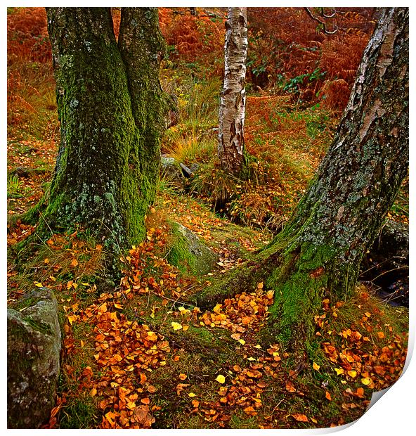 England: Autumn in the Lake District Print by David Bigwood