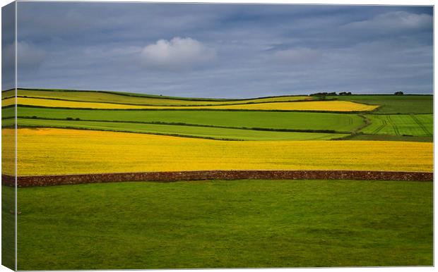 Fields at the bottom of St Bees Head, Cumbria Canvas Print by David Bigwood