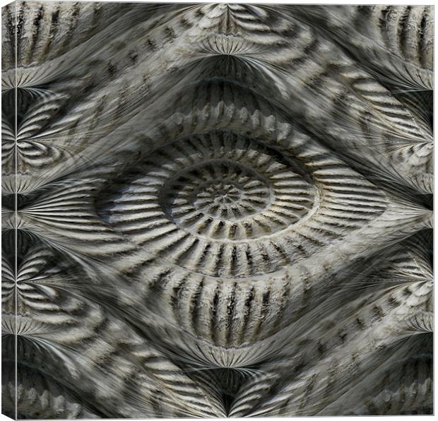 ammonite illusion Canvas Print by Heather Newton