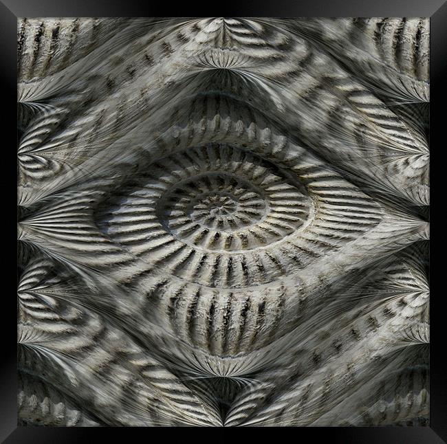 ammonite illusion Framed Print by Heather Newton