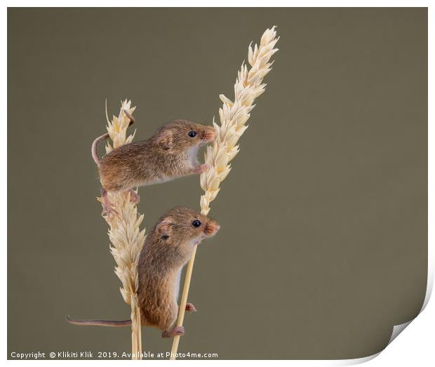 Harvest Mice Print by Angela H