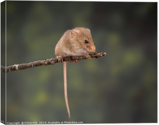 Harvest Mouse Canvas Print by Angela H