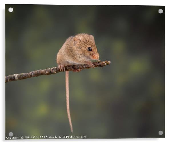 Harvest Mouse Acrylic by Angela H