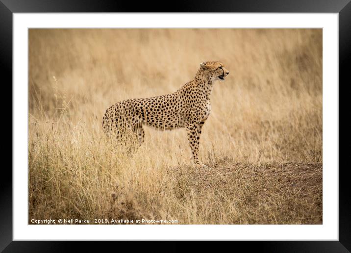 Cheetah Serengeti Framed Mounted Print by Neil Parker