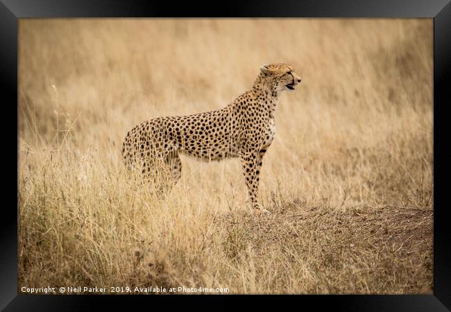 Cheetah Serengeti Framed Print by Neil Parker