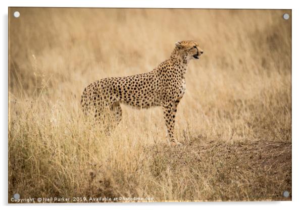 Cheetah Serengeti Acrylic by Neil Parker