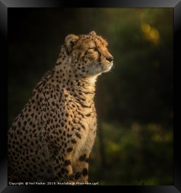 Cheetah Portrait Serengeti Framed Print by Neil Parker