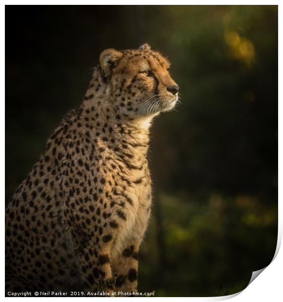 Cheetah Portrait Serengeti Print by Neil Parker
