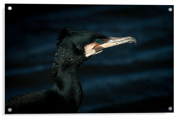 Cormorant Acrylic by Keith Thorburn EFIAP/b