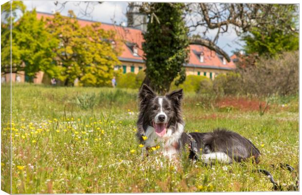 Border Collie on the gras Canvas Print by Thomas Schaeffer