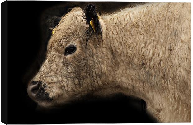 Calf Canvas Print by James Lavott