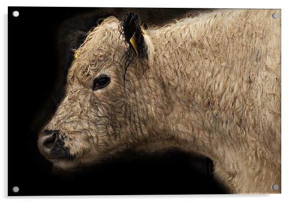 Calf Acrylic by James Lavott