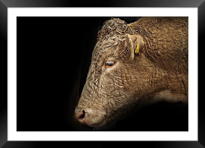 Whitebred Shorthorn Heifer Framed Mounted Print by James Lavott