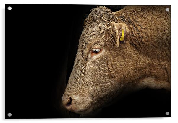 Whitebred Shorthorn Heifer Acrylic by James Lavott