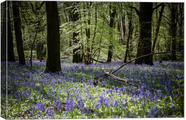 Bluebell wood Canvas Print by Neil Parker
