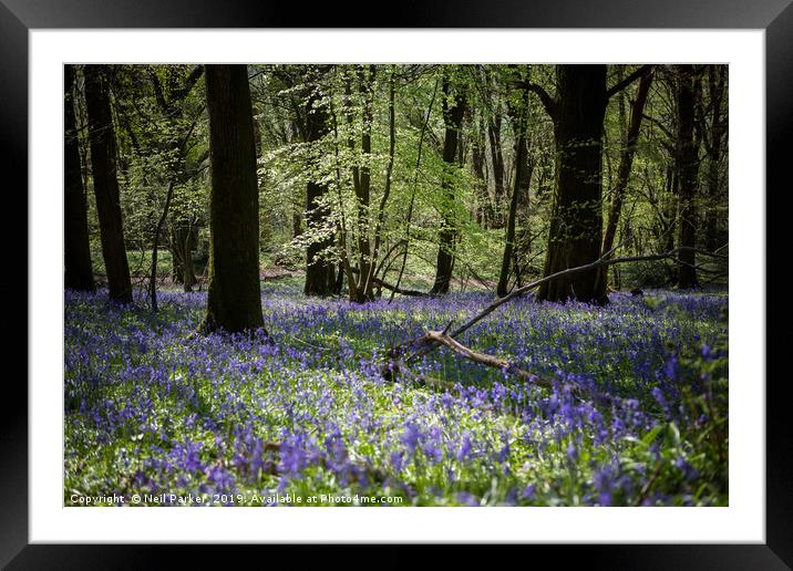 Bluebell wood Framed Mounted Print by Neil Parker