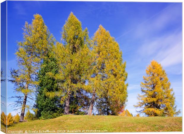 Idyll With Larches Canvas Print by Gisela Scheffbuch