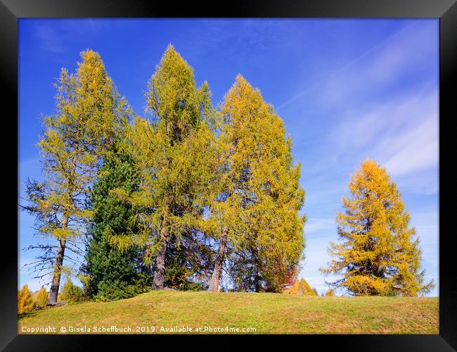Idyll With Larches Framed Print by Gisela Scheffbuch