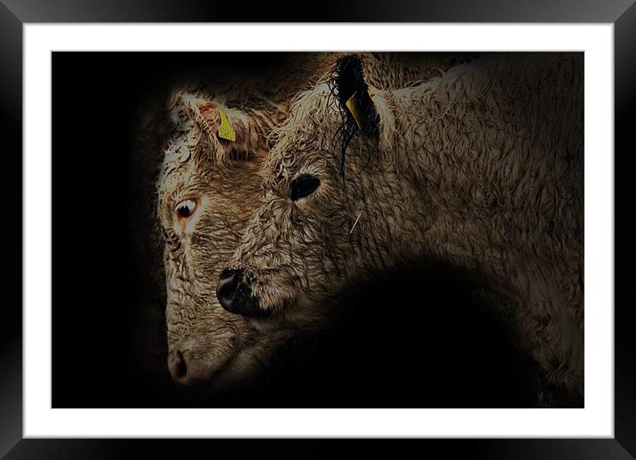 Mother & Calf Framed Mounted Print by James Lavott