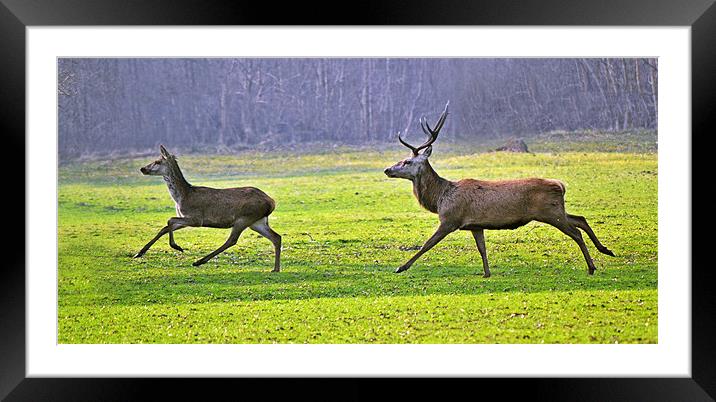Tag!!!! Framed Mounted Print by Donna Collett