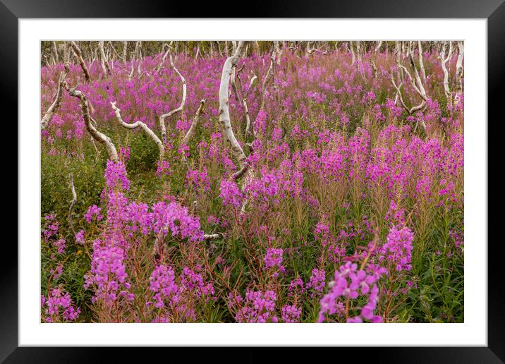 Fireweed  Framed Mounted Print by Thomas Schaeffer
