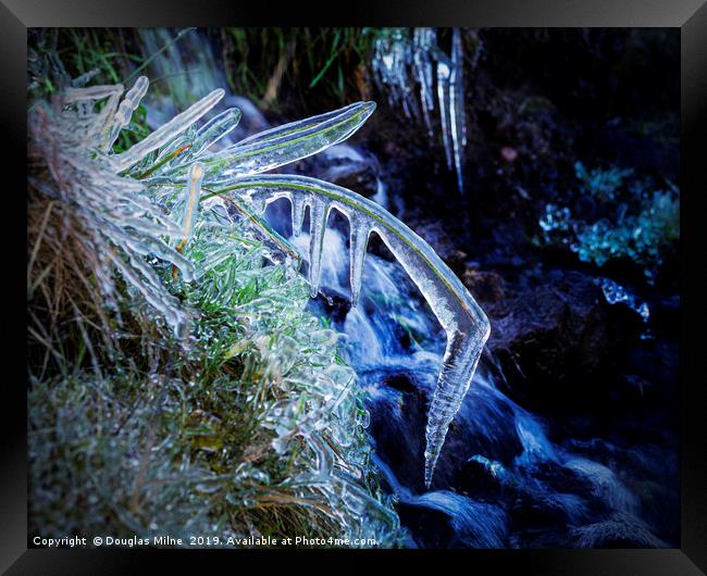 Blade of Grass in Ice Framed Print by Douglas Milne