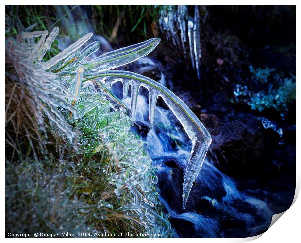 Blade of Grass in Ice Print by Douglas Milne